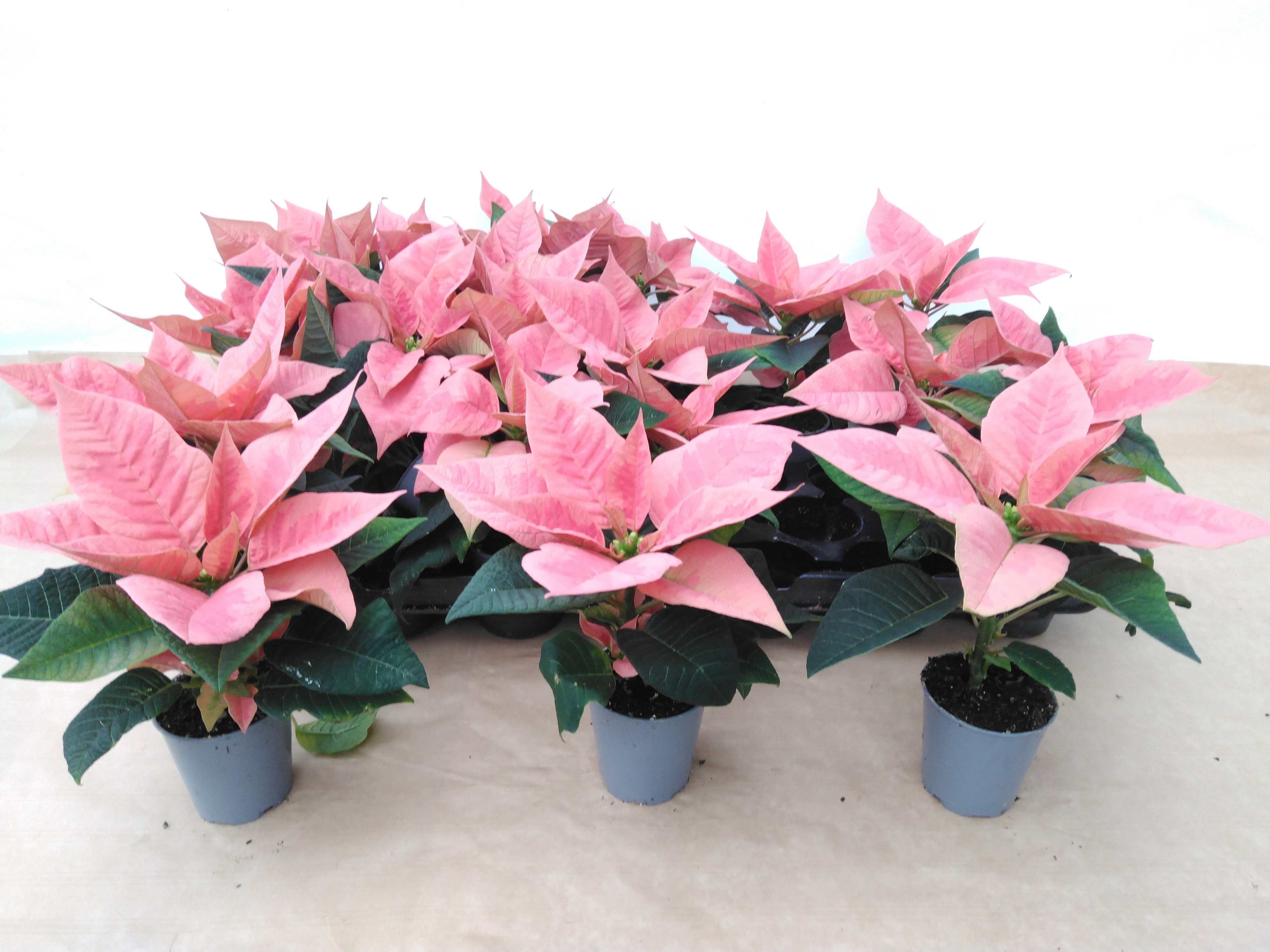 Euphorbia pulc. 'Christ Feel Pink' rose mini