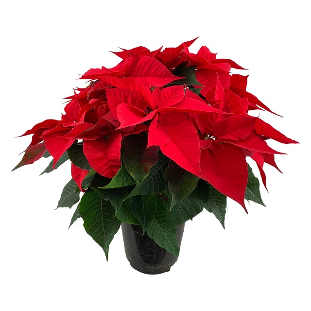 Euphorbia pulc. 'Christ Feel' Red 12+ heads