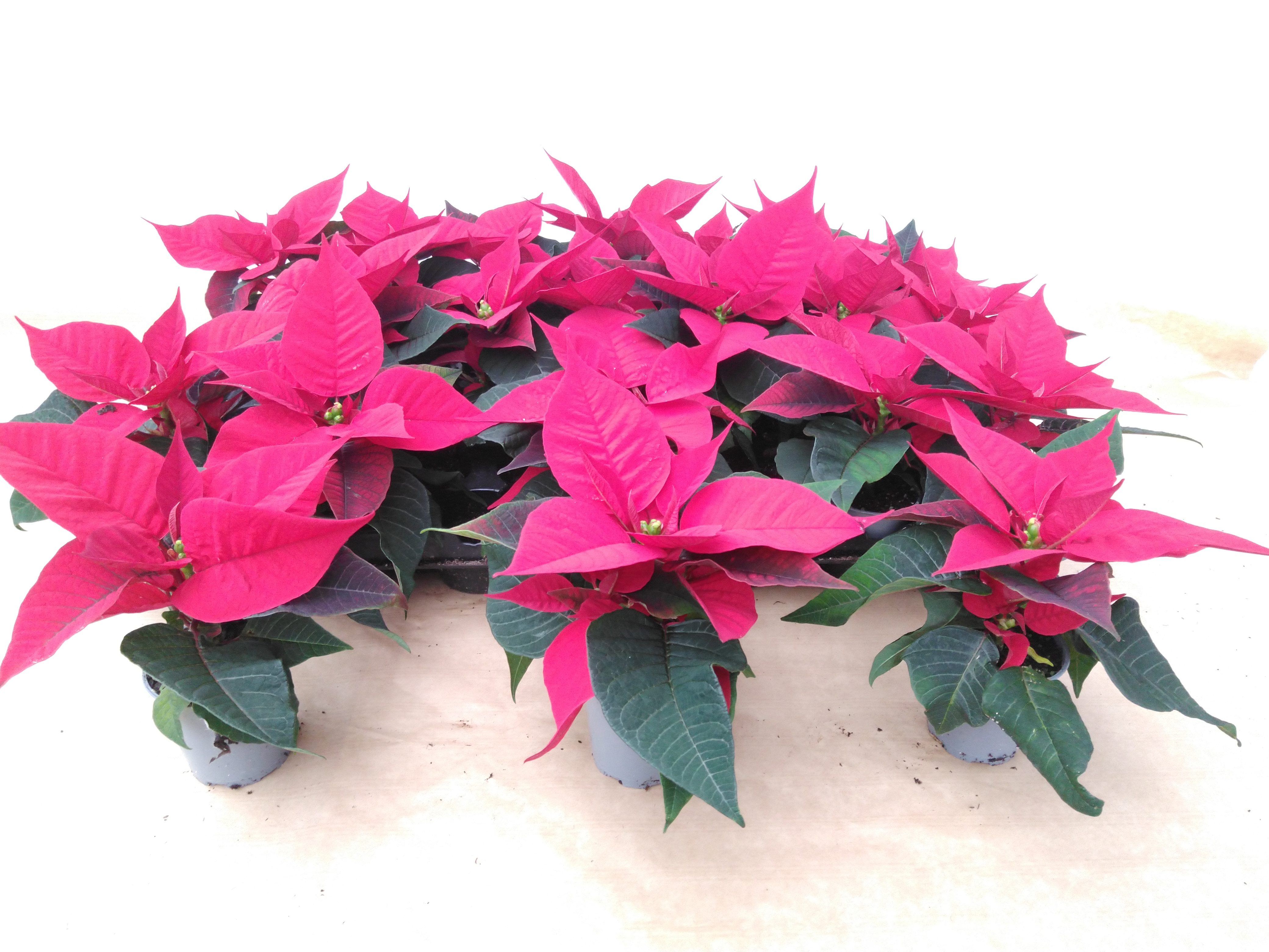 Euphorbia pulc. 'Christ Feel' Red 12+ heads
