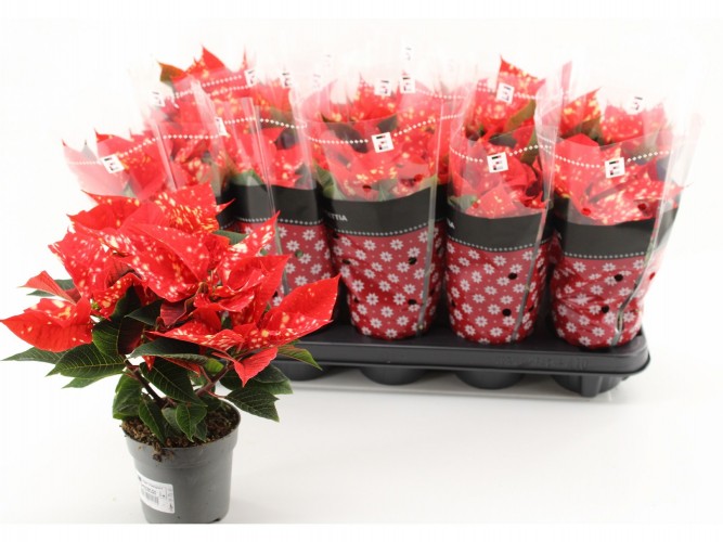 Euphorbia 'Christm. Fantasy Star'