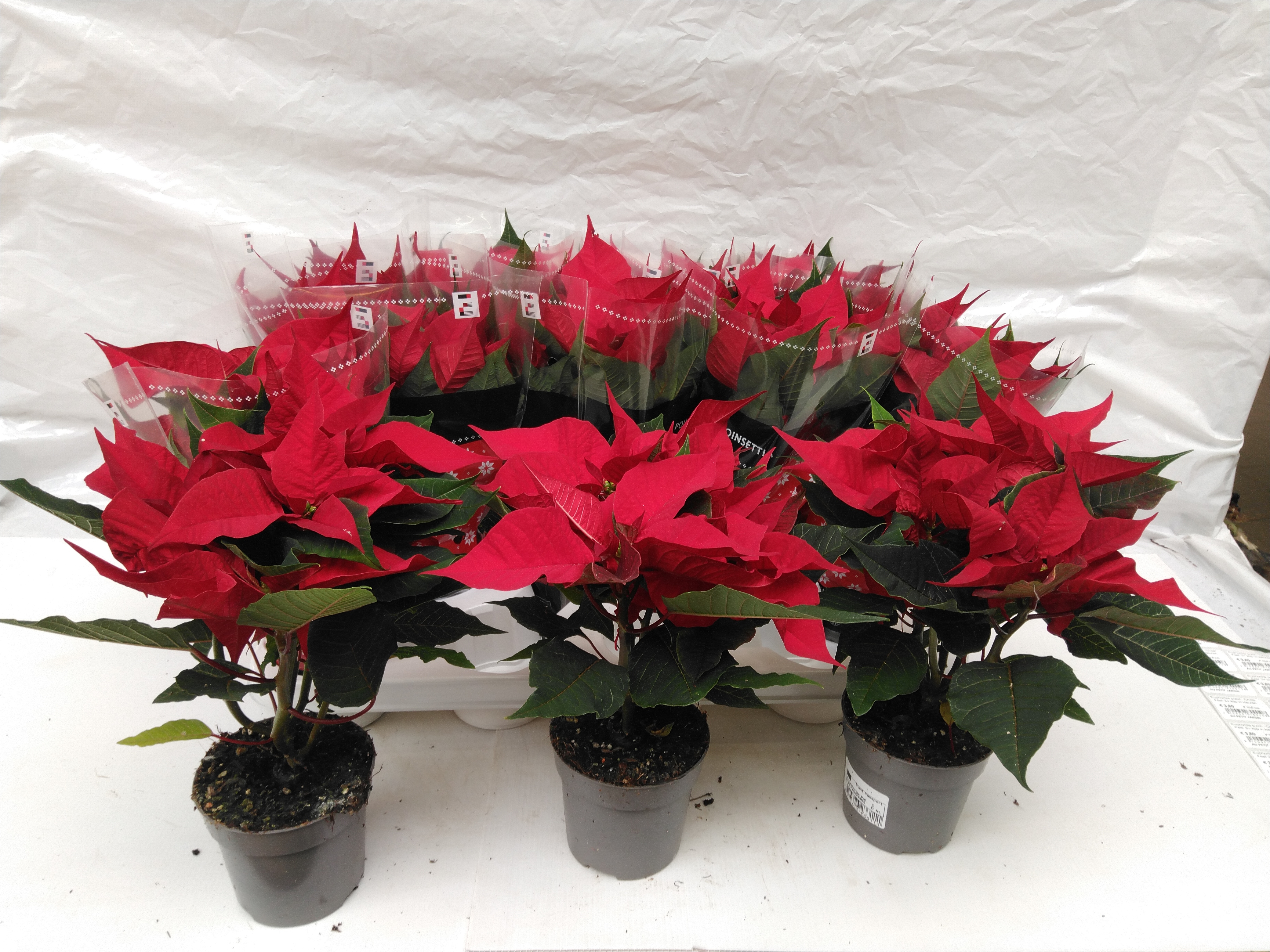 Euphorbia pulch. 'Autumn Leaves' geel-zalm Euphorbia pulch. 'Autumn Leaves' geel-zalm