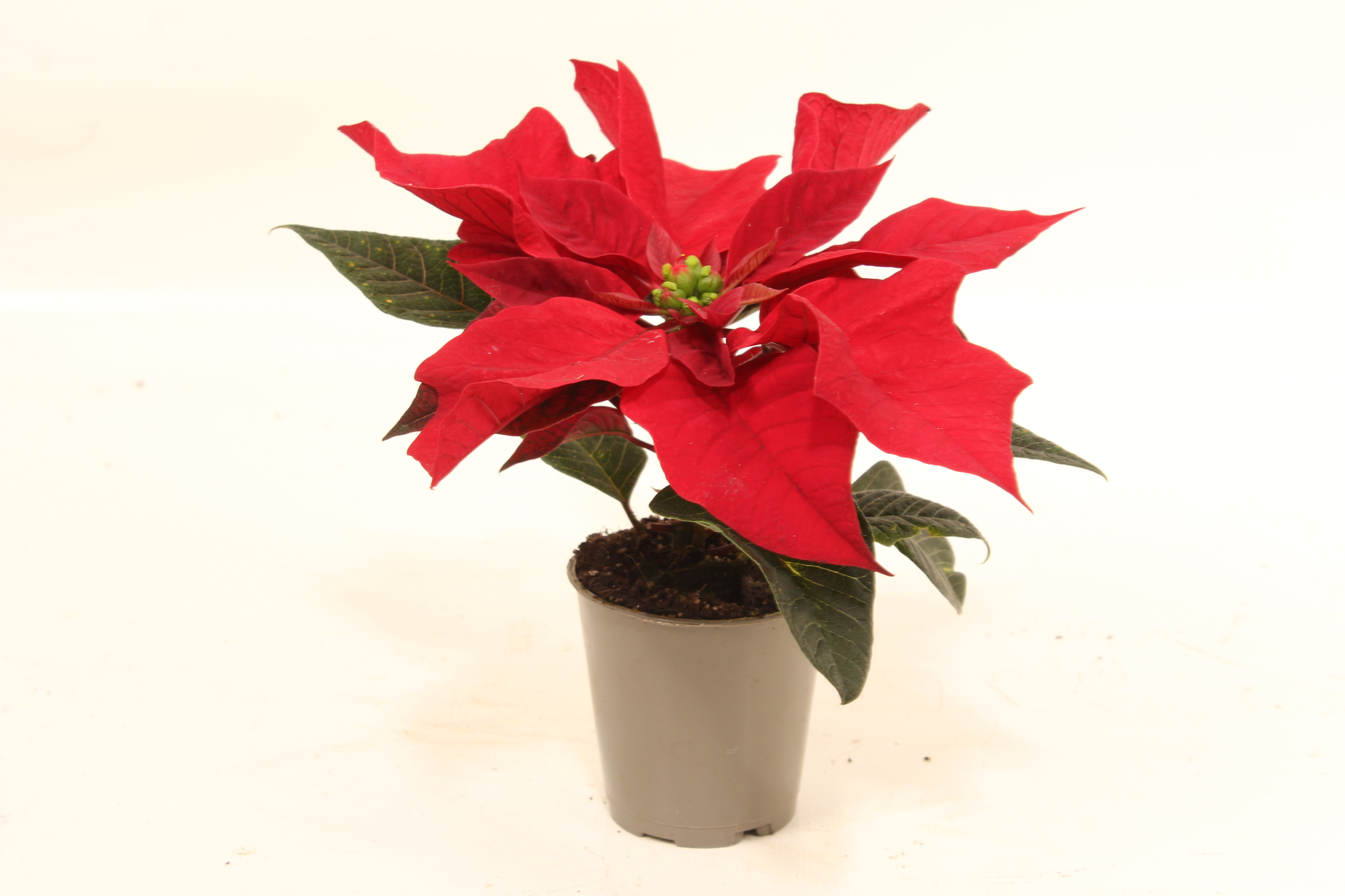 Euphorbia pulch. 'Christ Feel'  5+ kop