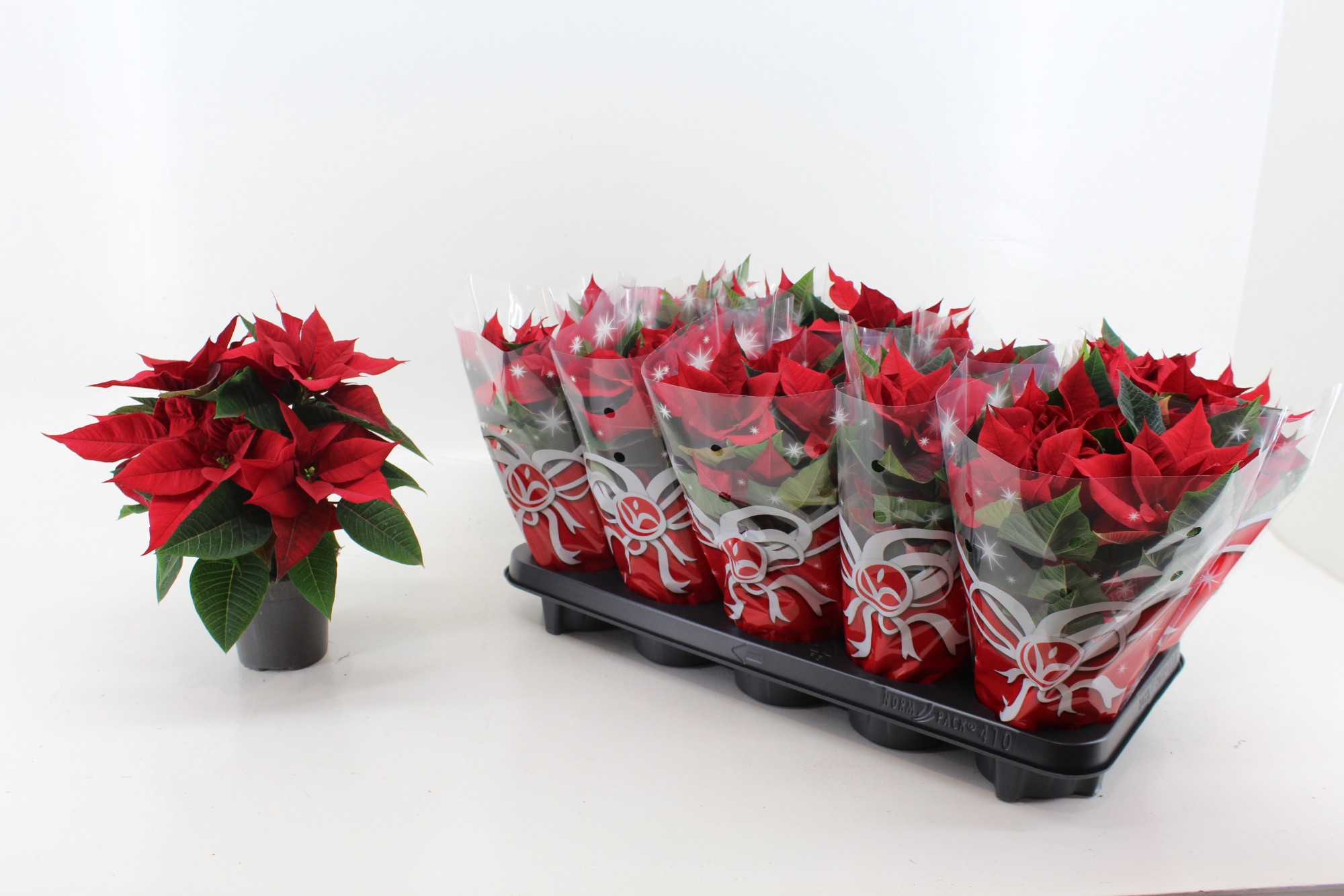 Euphorbia pulch. 'Christ Feel'  5+ kop