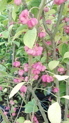 Euonymus phellomanus