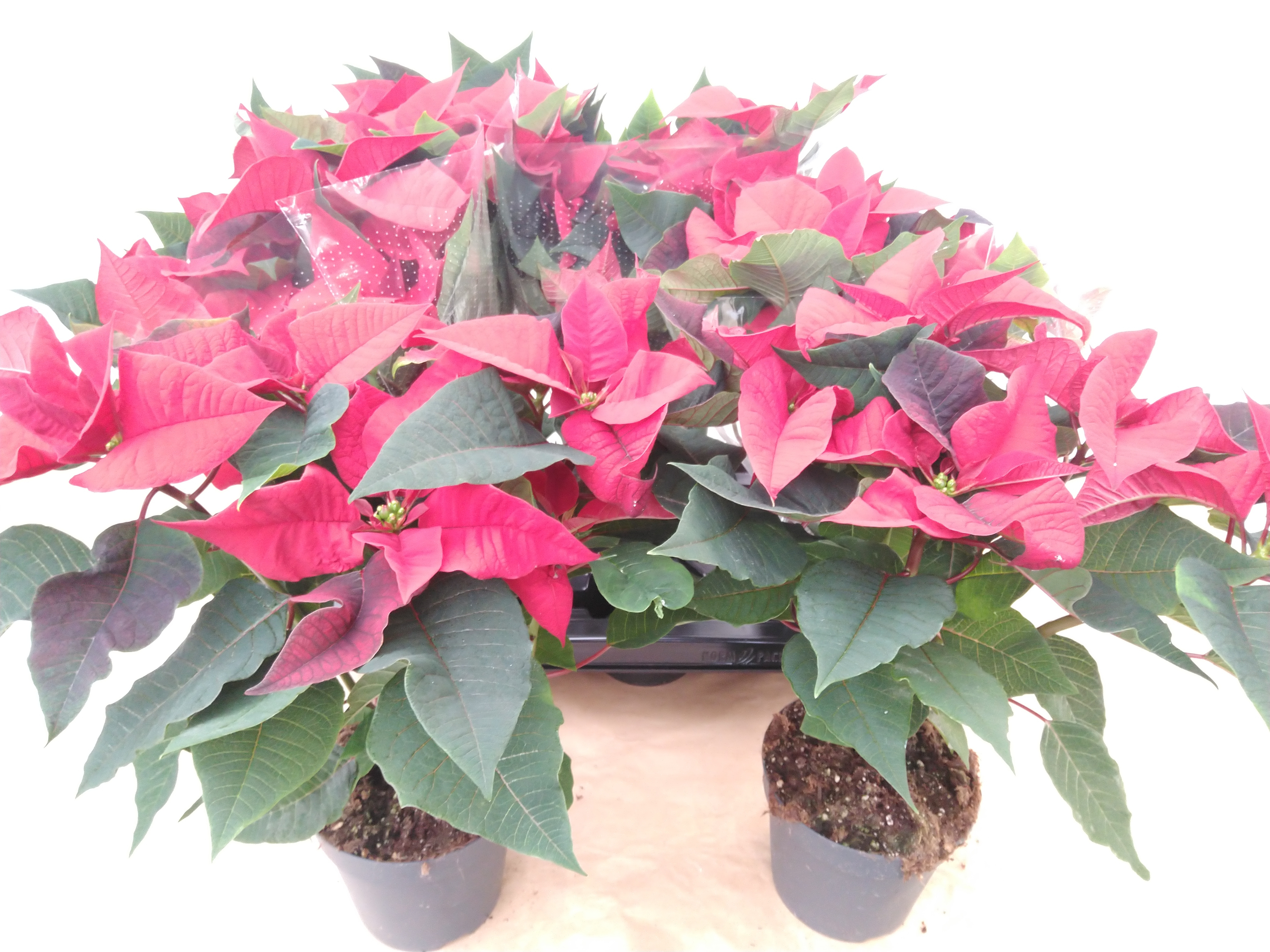 Euphorbia pulc. 'Superba' Red 5+ heads