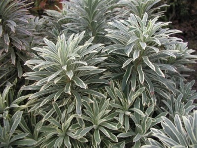 Euphorbia char. 'Silver Swan' Euphorbia char. 'Silver Swan'