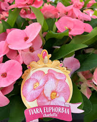 Euphorbia Tiara Charlotte Roze