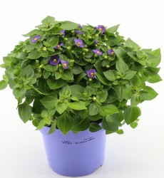 Exacum affine 'Blue Star' blue TST