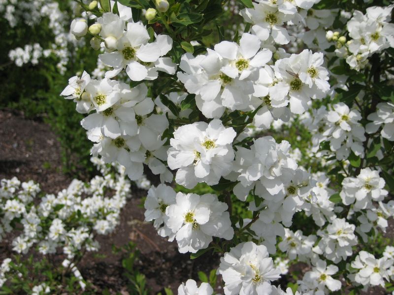 Exochorda rac. 'Mag. Springtime'®