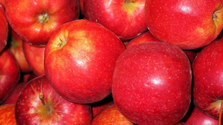 Malus dom. 'Gala' Malus dom. 'Gala'