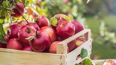 Malus dom. Sterappel laagstam Malus dom. Sterappel laagstam