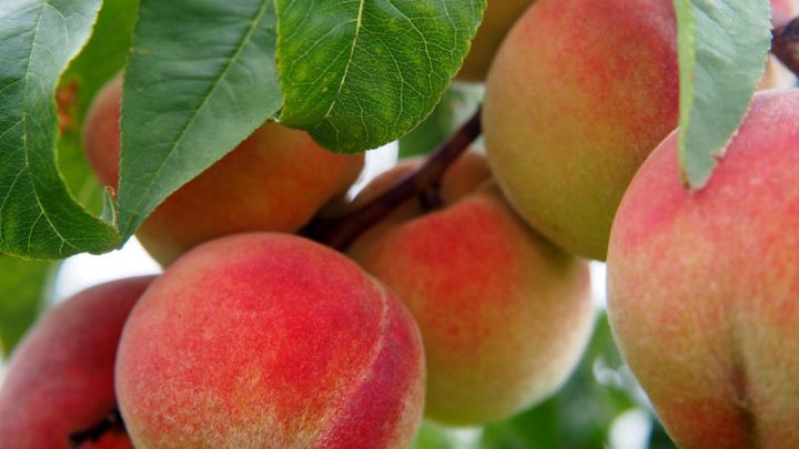 Prunus pers. Peregrine laagstam Prunus pers. Peregrine laagstam