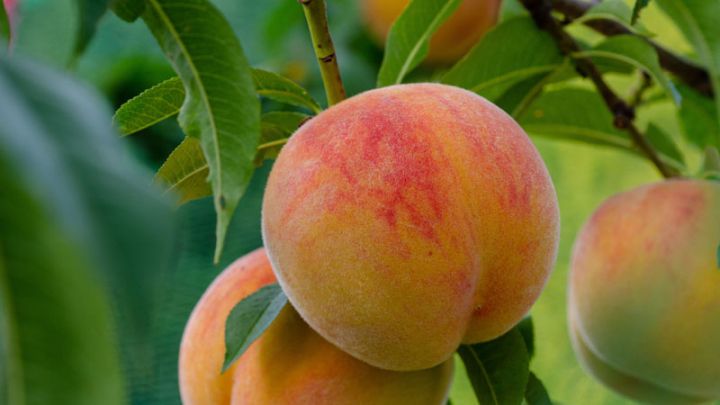 Prunus persica Saturn Prunus persica Saturn