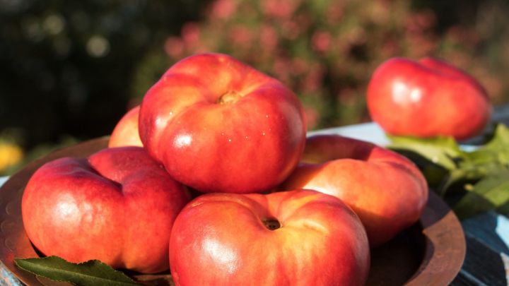 Prunus pers. nuc. Flateryna laag Prunus pers. nuc. Flateryna laag