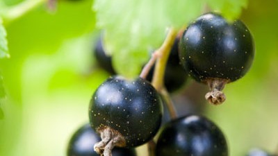 Ribes Jostabes