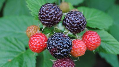 Rubus fruticosus Triple Crown