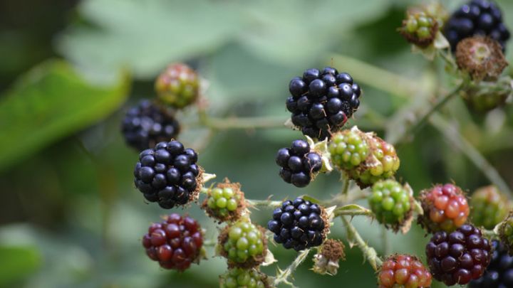 Rubus fruticosus Black Satin