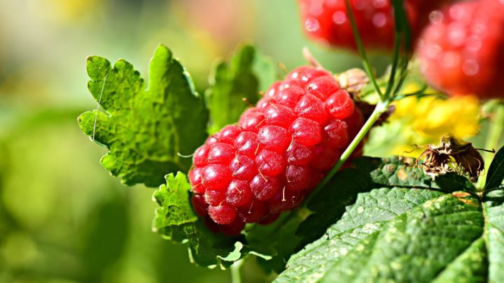 Rubus Tayberry
