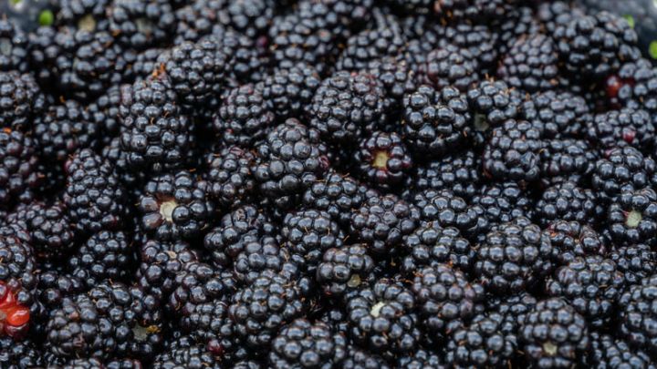 Rubus fruticosus 'Thornless Evergreen' Rubus fruticosus 'Thornless Evergreen'