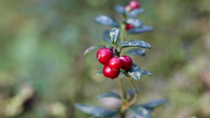 Vaccinium macrocarpon Cranberry Vaccinium macrocarpon Cranberry