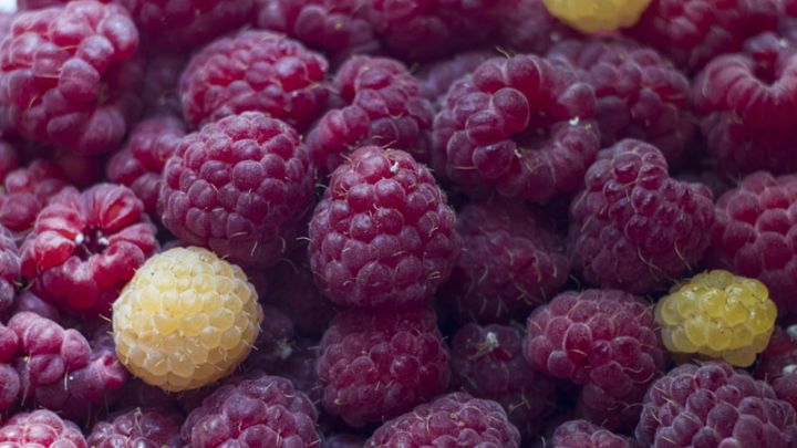 Rubus id. x occ. Autumn Passion Rubus id. x occ. Autumn Passion