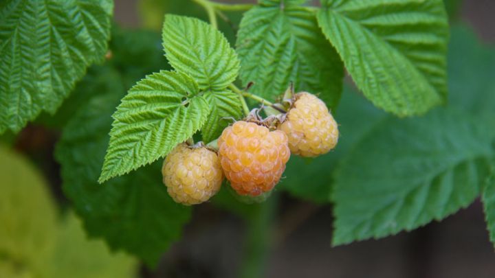 Rubus idaeus Solu Yellow Rubus idaeus Solu Yellow