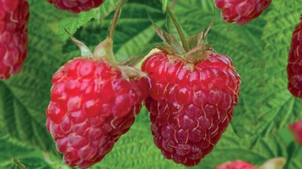Rubus id. Two Timer® Sugana Red