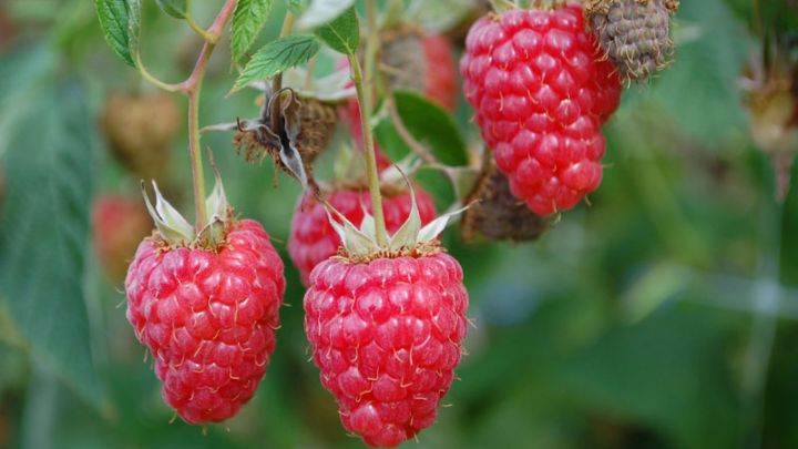 Rubus idaeus 'Tulamagic'