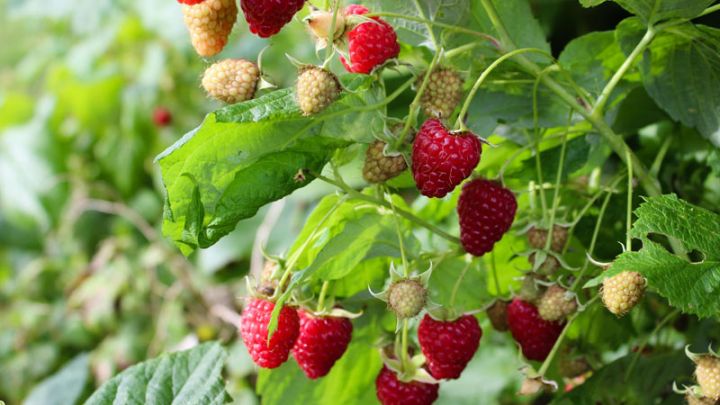 Rubus idaeus Himbo Top Rubus idaeus Himbo Top