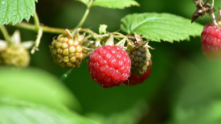 Rubus idaeus Malling Promise Rubus idaeus Malling Promise