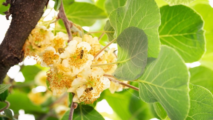 Actinidia arguta Prince Jumbo Actinidia arguta Prince Jumbo