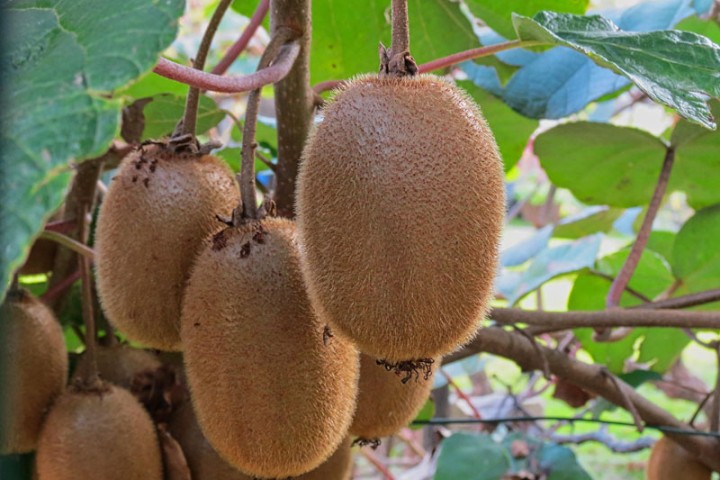 Actinidia ch. Hayward Actinidia ch. Hayward