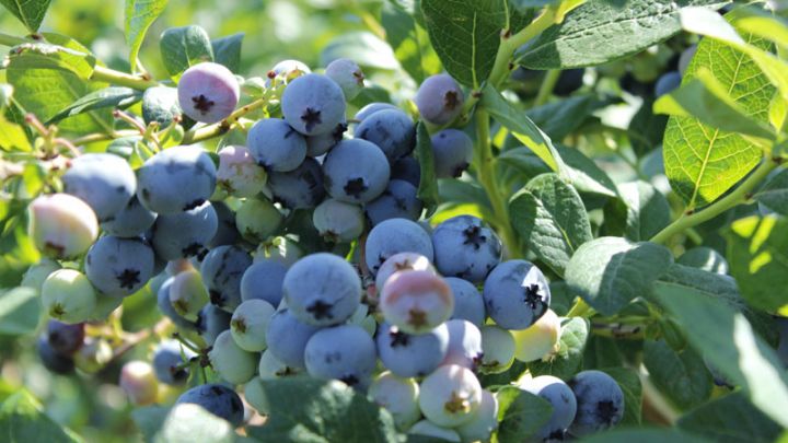 Vaccinium corymbosum Jorma Vaccinium corymbosum Jorma