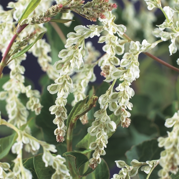 Fallopia aubertii