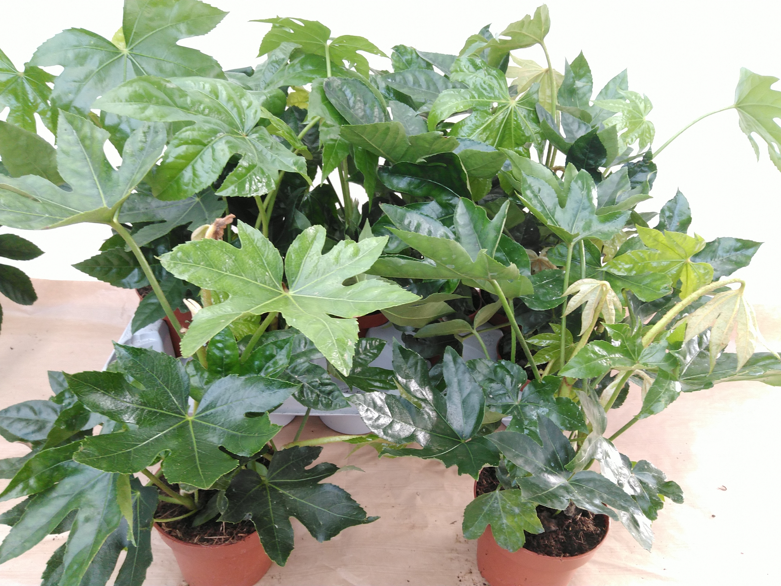 Fatsia japonica groen / vert