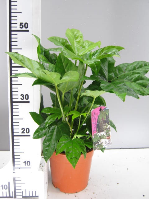 Fatsia japonica