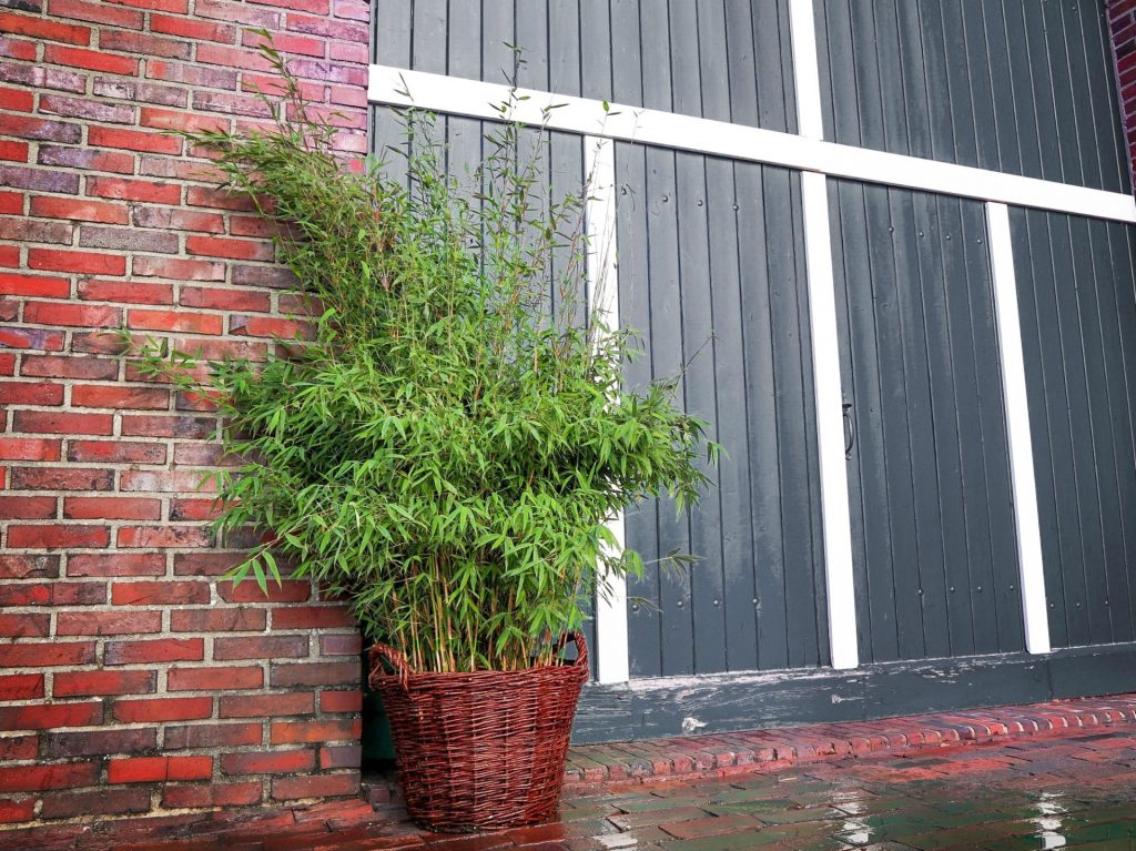 Fargesia spe. 'Malachite Monkeys' ®