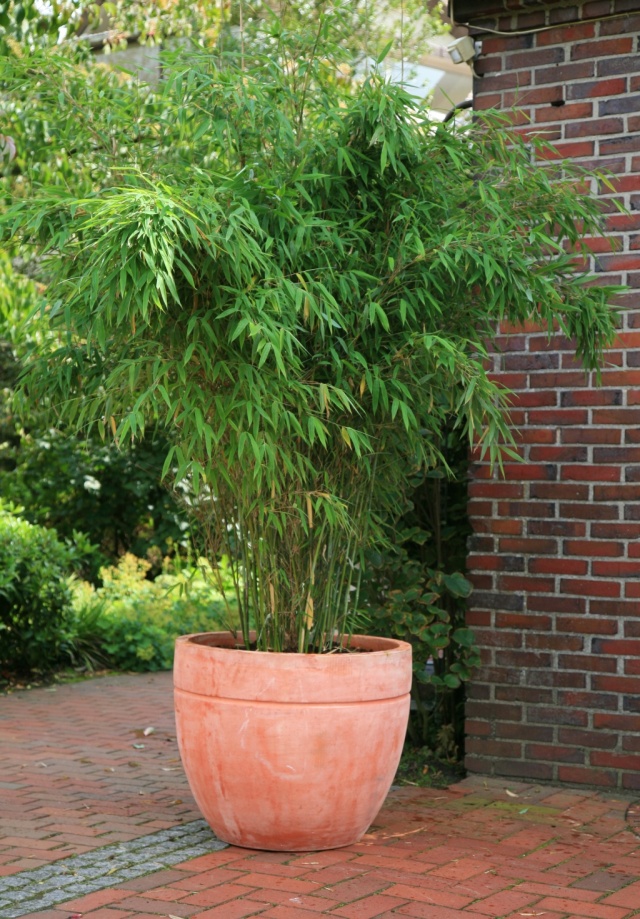 Fargesia murieliae 'Jumbo'