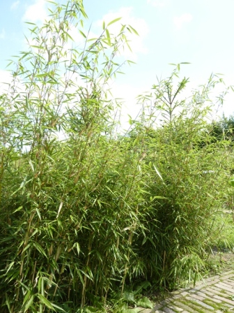 Fargesia murieliae 'Campbell'