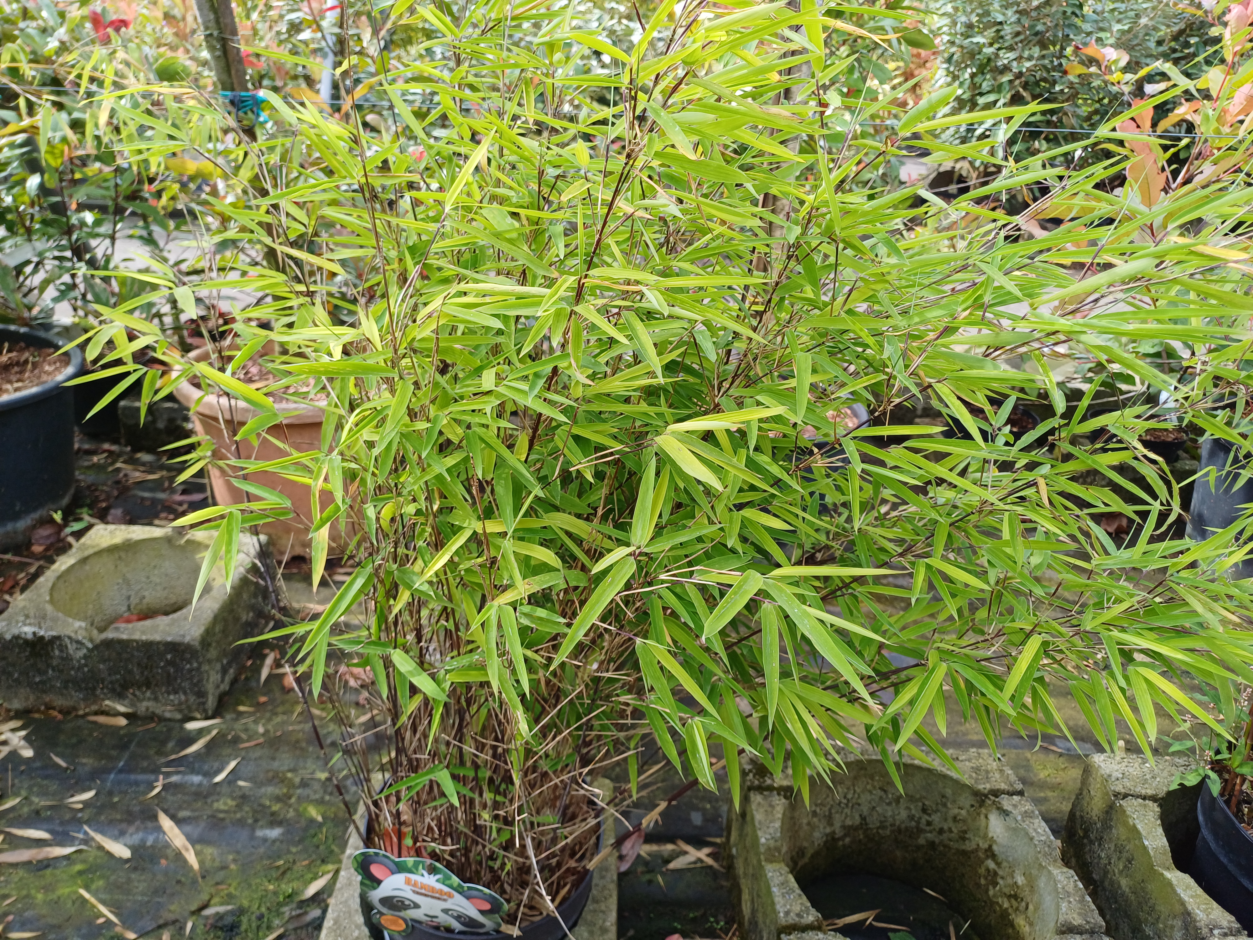 Fargesia nitida 'Black Pearl'