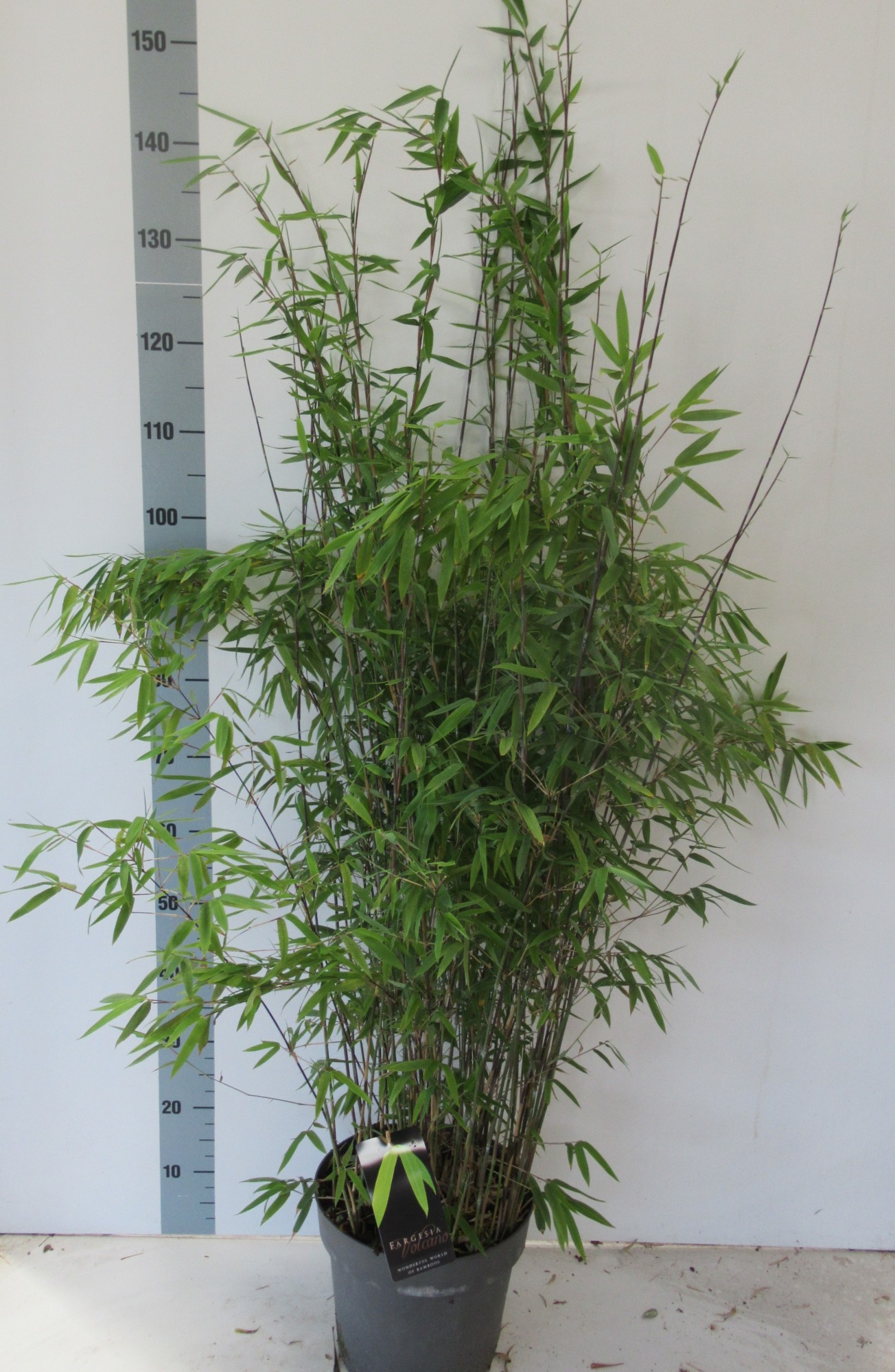 Fargesia nitida 'Volcano'