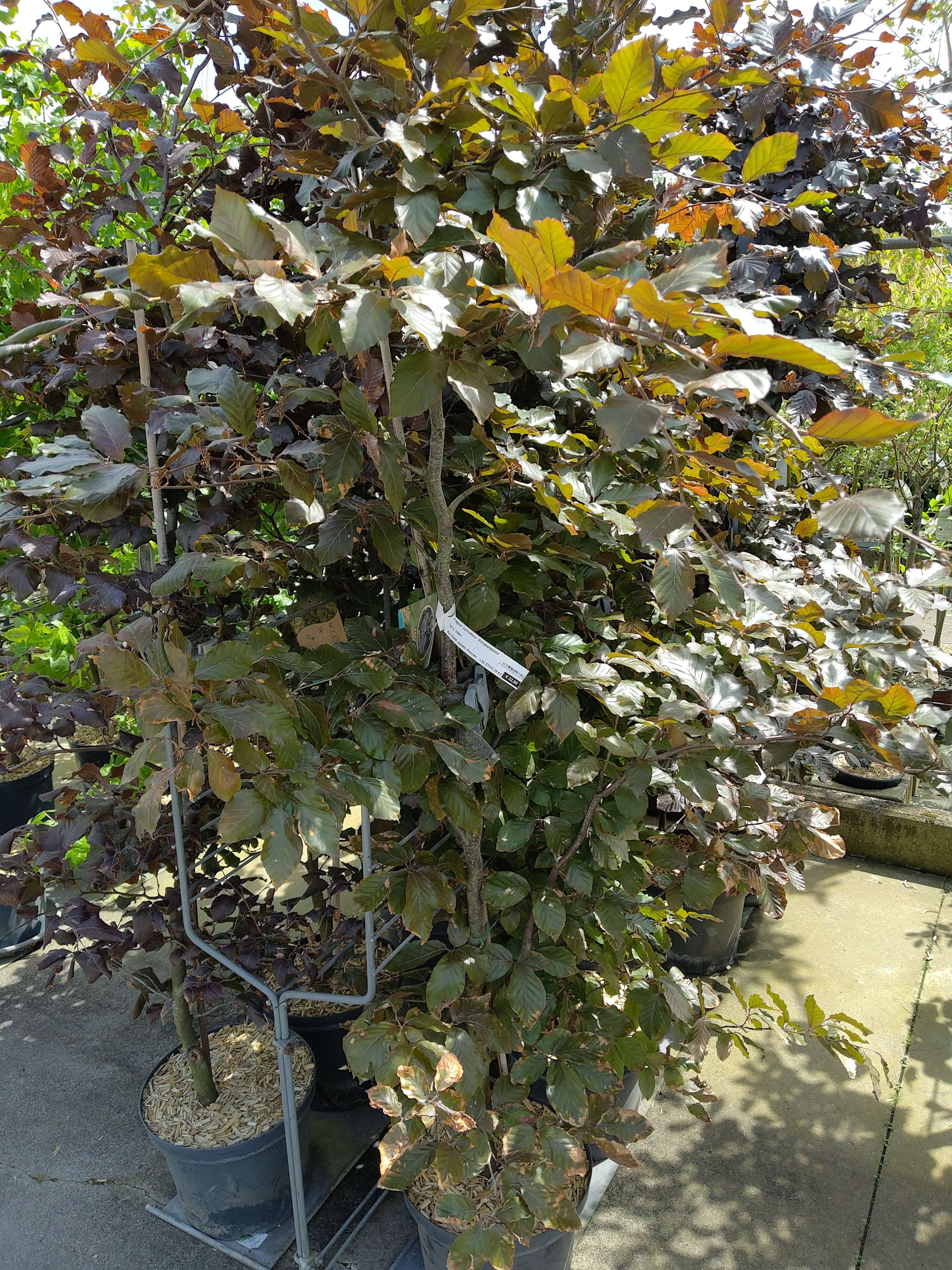 Fagus sylvatica 'Atropurpurea'