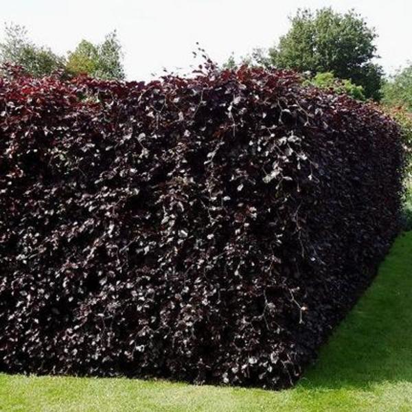 Fagus sylv. 'Purpurea' - Rode beuk 80/100 Fagus sylv. 'Purpurea' - Rode beuk 80/100
