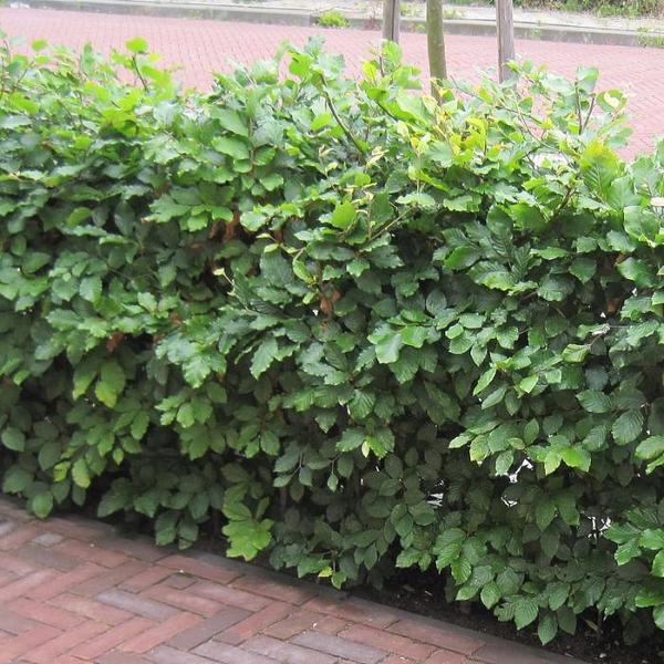 Fagus sylvatica - Groene beuk LEI 120X150 Fagus sylvatica - Groene beuk LEI 120X150