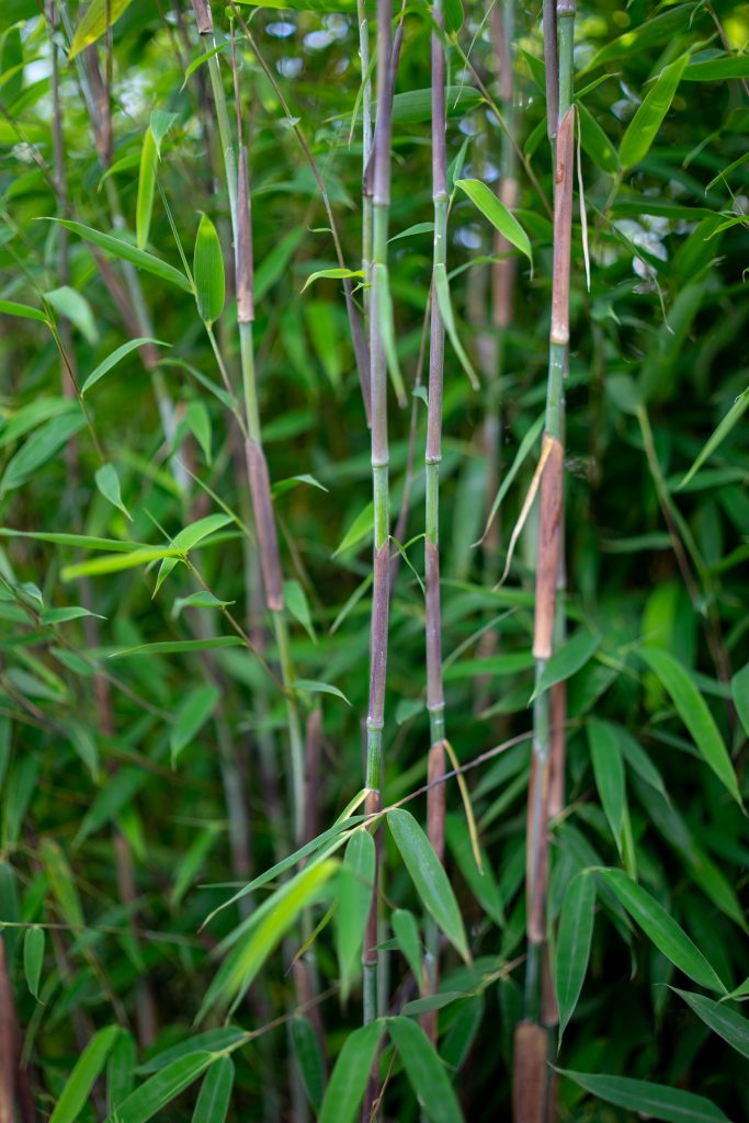 Fargesia 'Violet Woods' ®