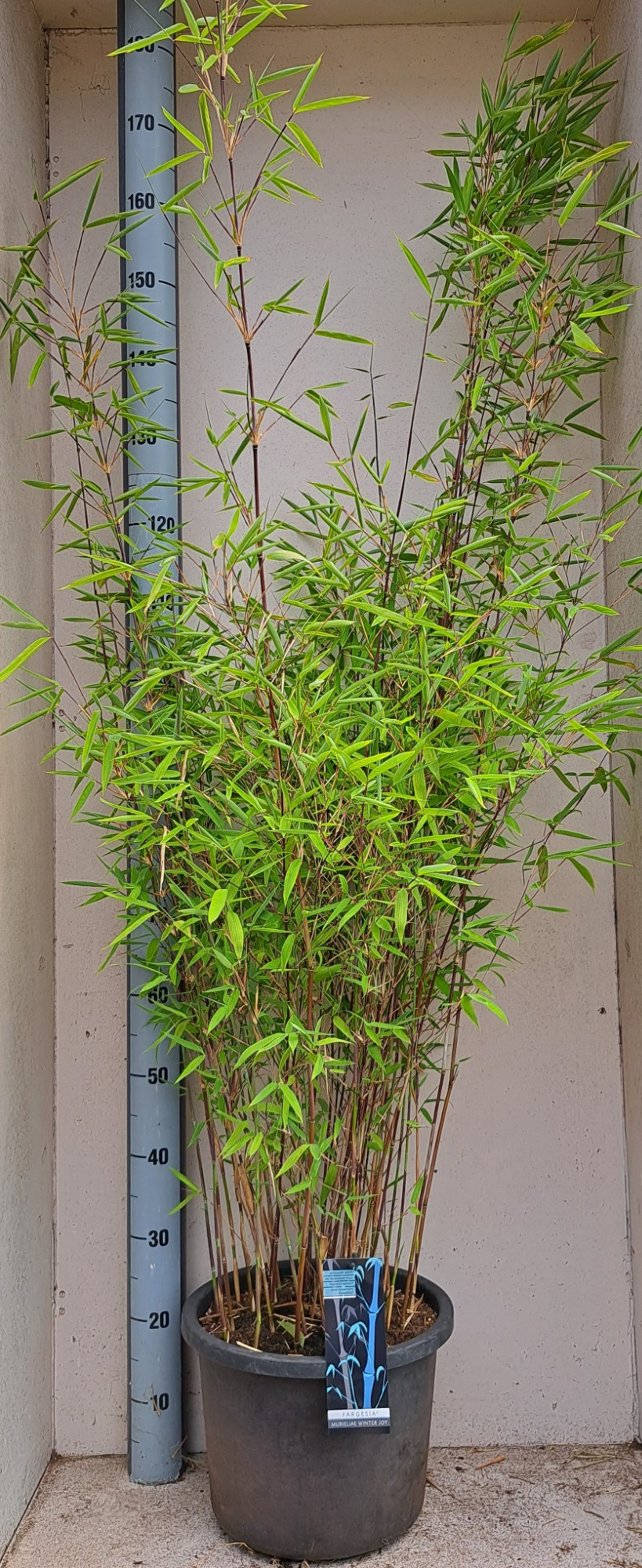 Fargesia 'Winter Joy' Fargesia 'Winter Joy'
