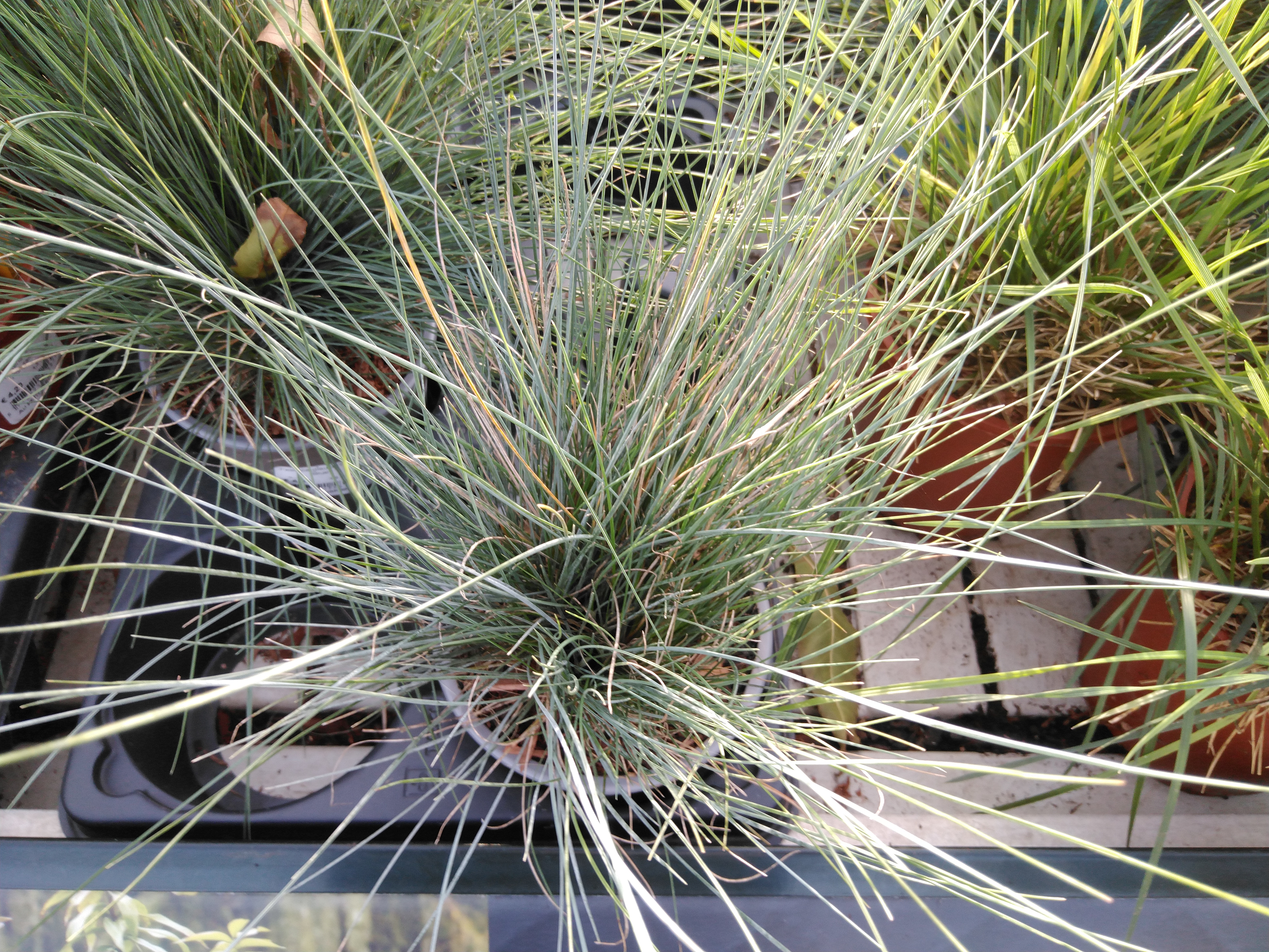 Festuca glauca 'Elijah Blue' Festuca glauca 'Elijah Blue'