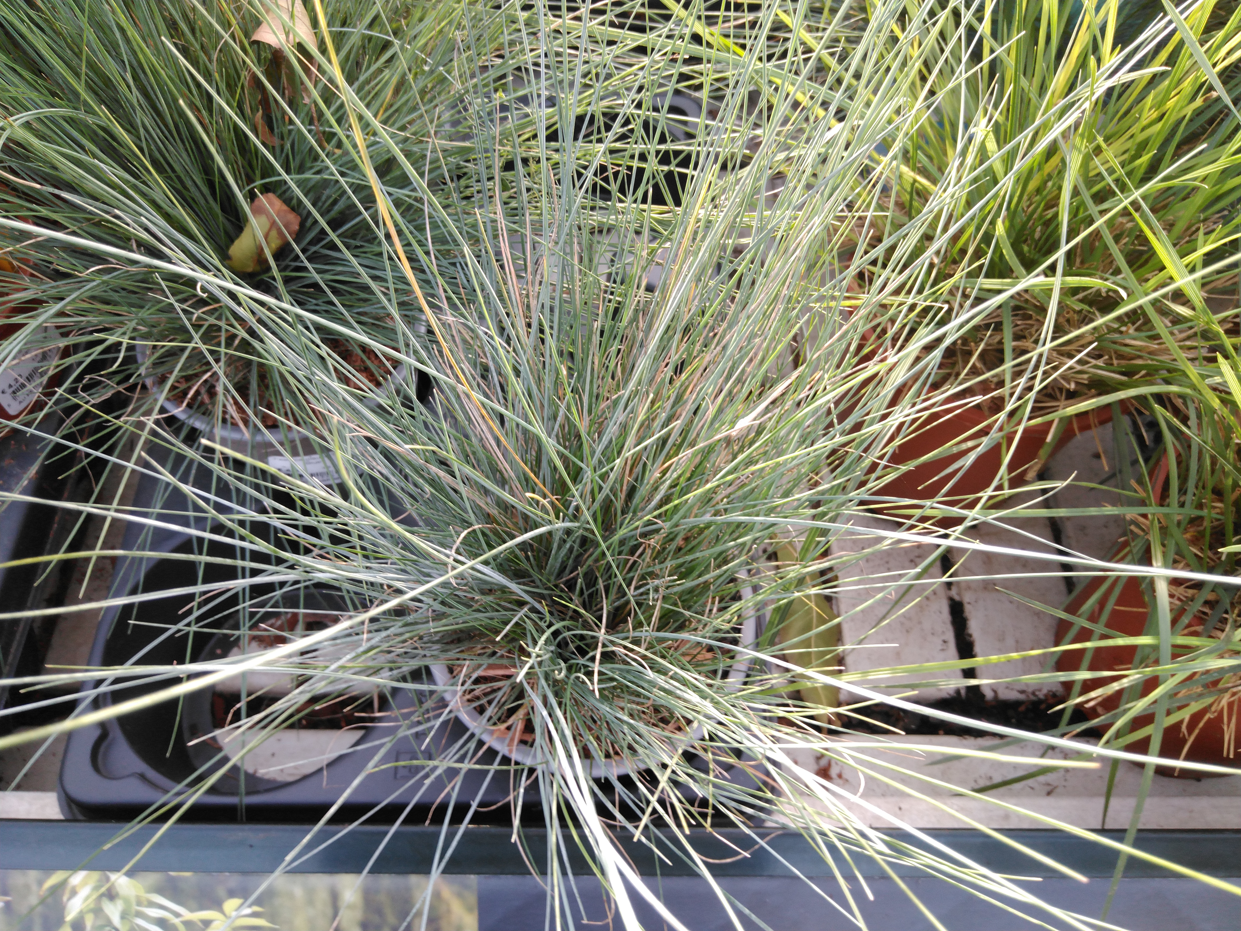 Festuca glauca 'Elijah Blue'