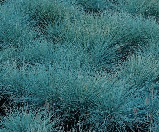 Festuca glauca 'Azurit'