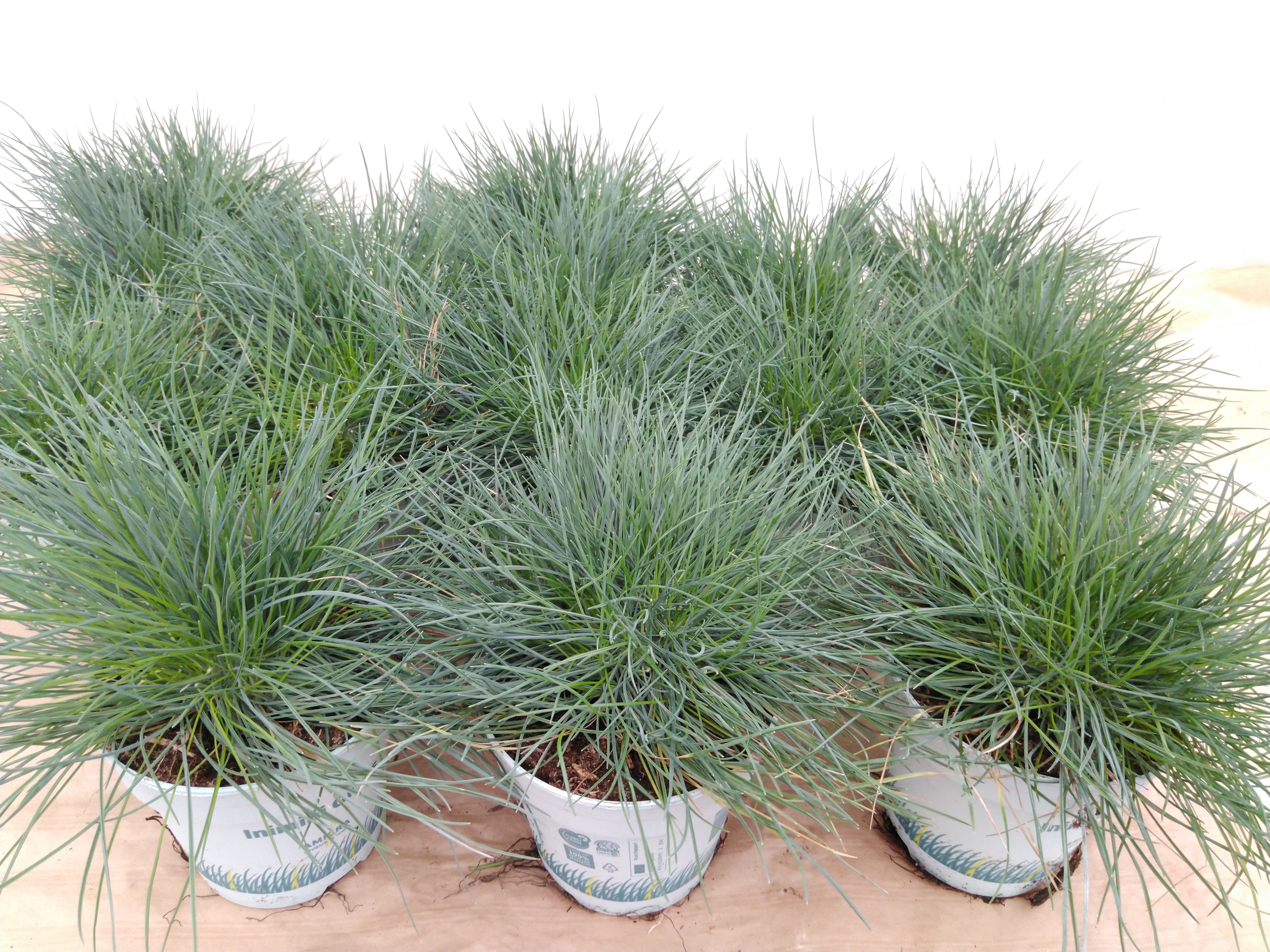 Festuca glauca 'Compact Blue'®